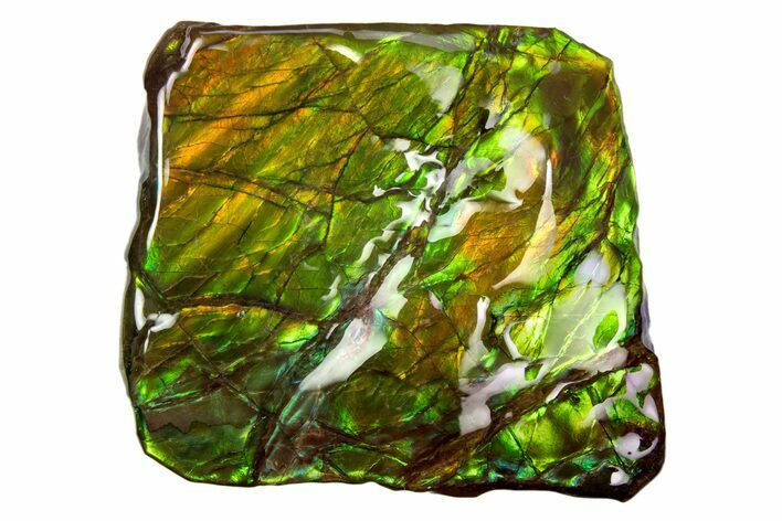 Iridescent Ammolite (Fossil Ammonite Shell) - Alberta #318014